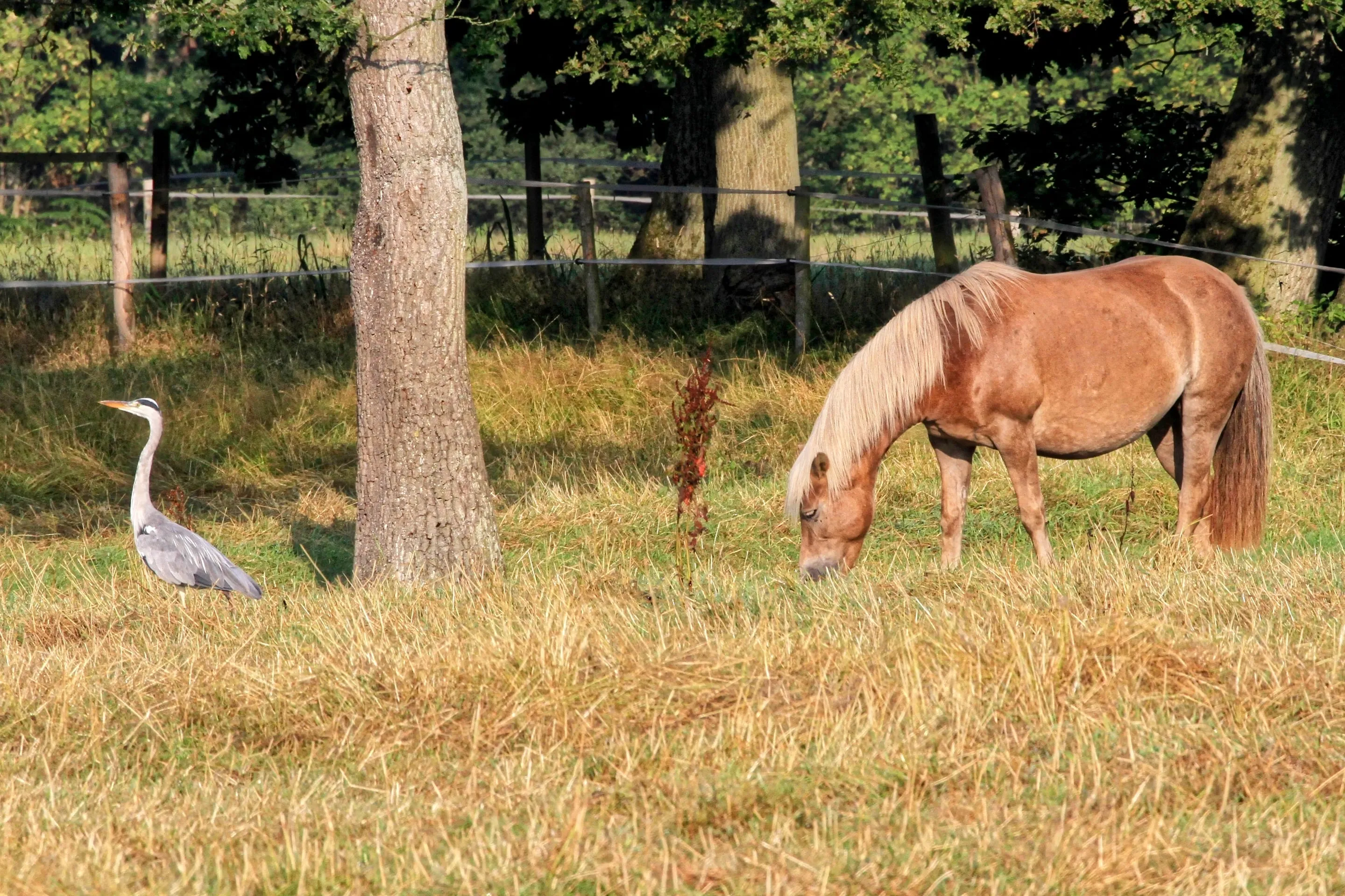 Haflinger pasie się na łące, obok stoi czapla