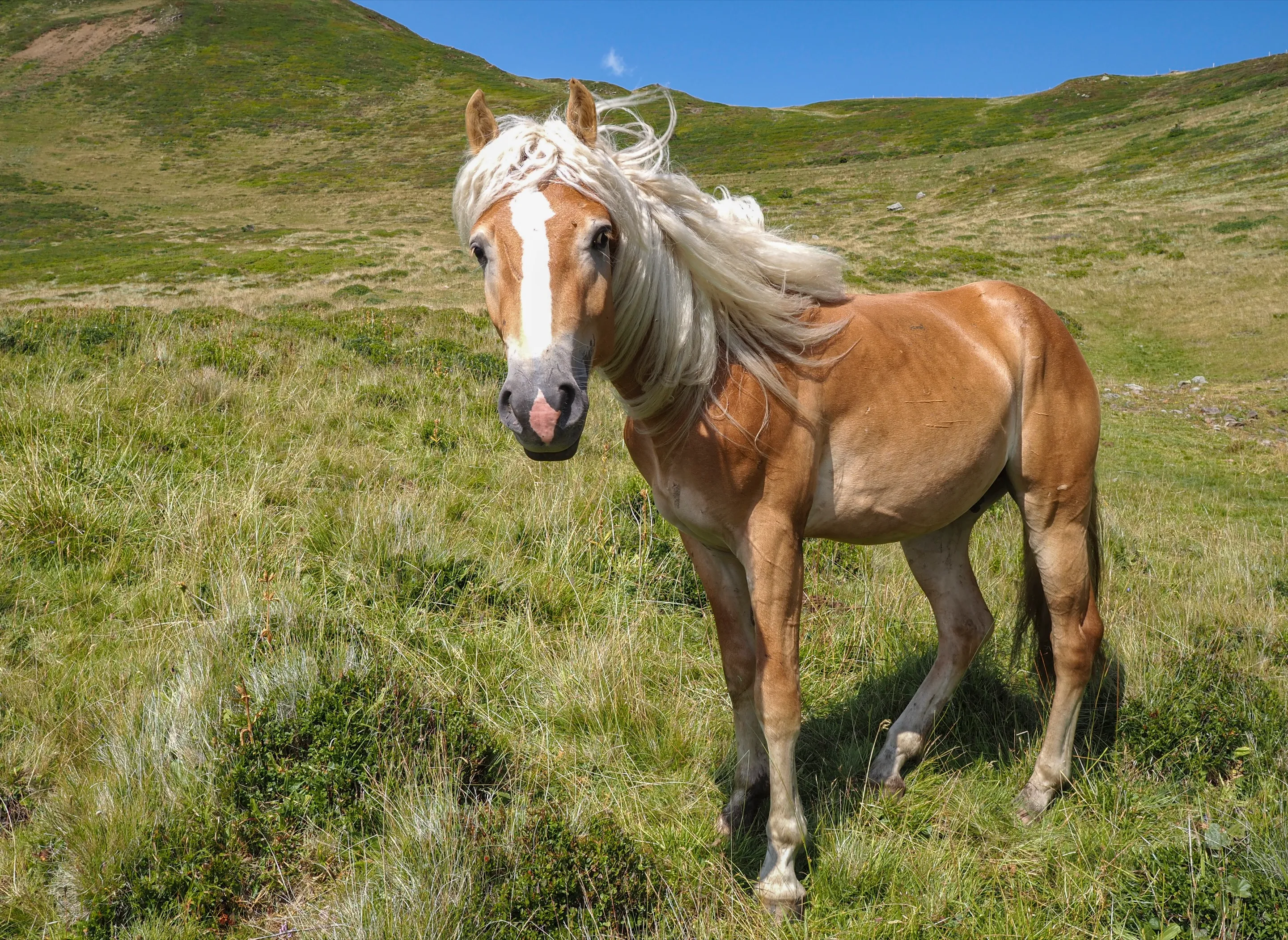 Haflinger z jasną grzywą stoi na górskiej hali i patrzy w obiektyw