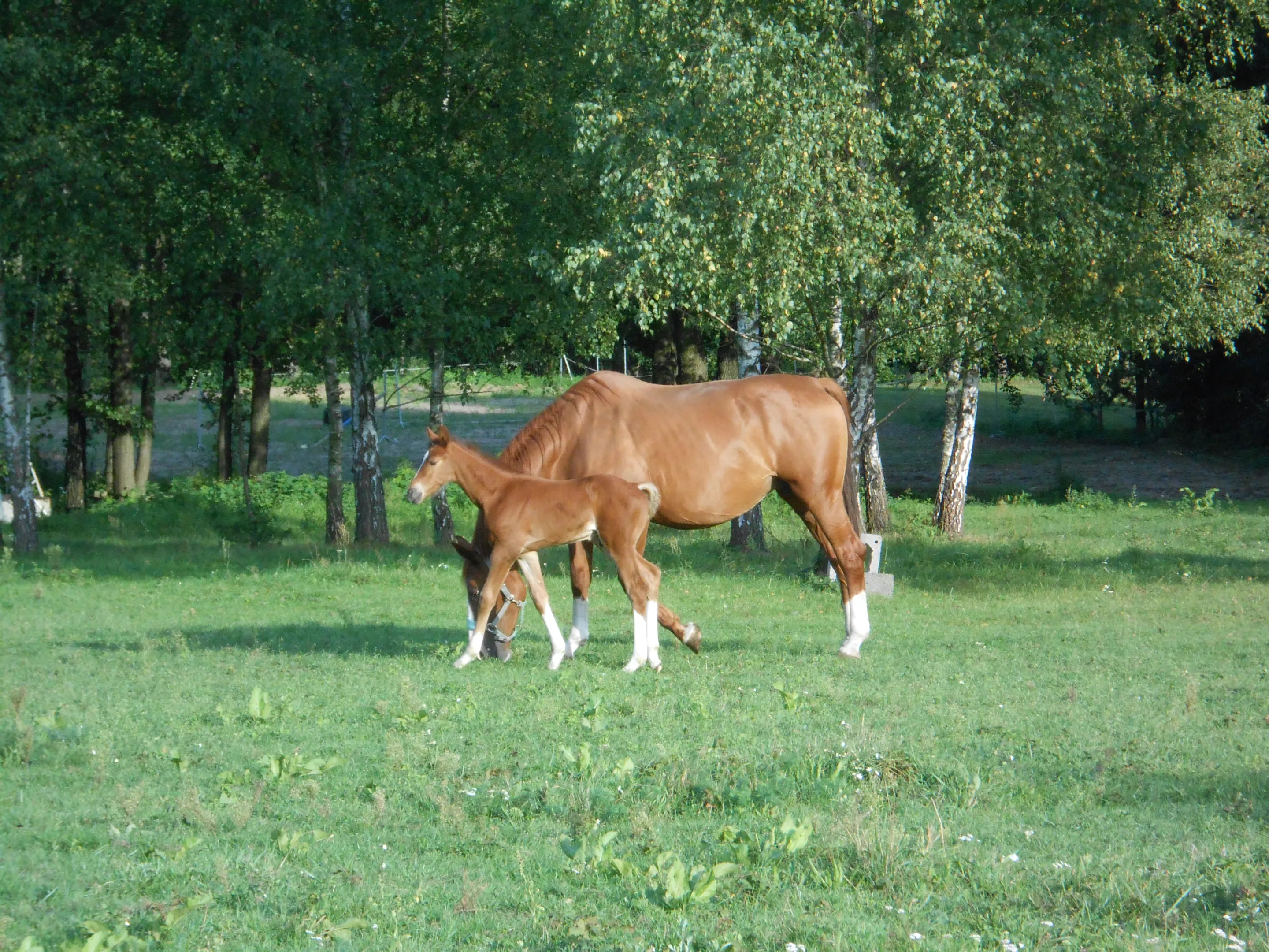 Kasztanowata klacz ze źrebięciem na łące pod brzozami