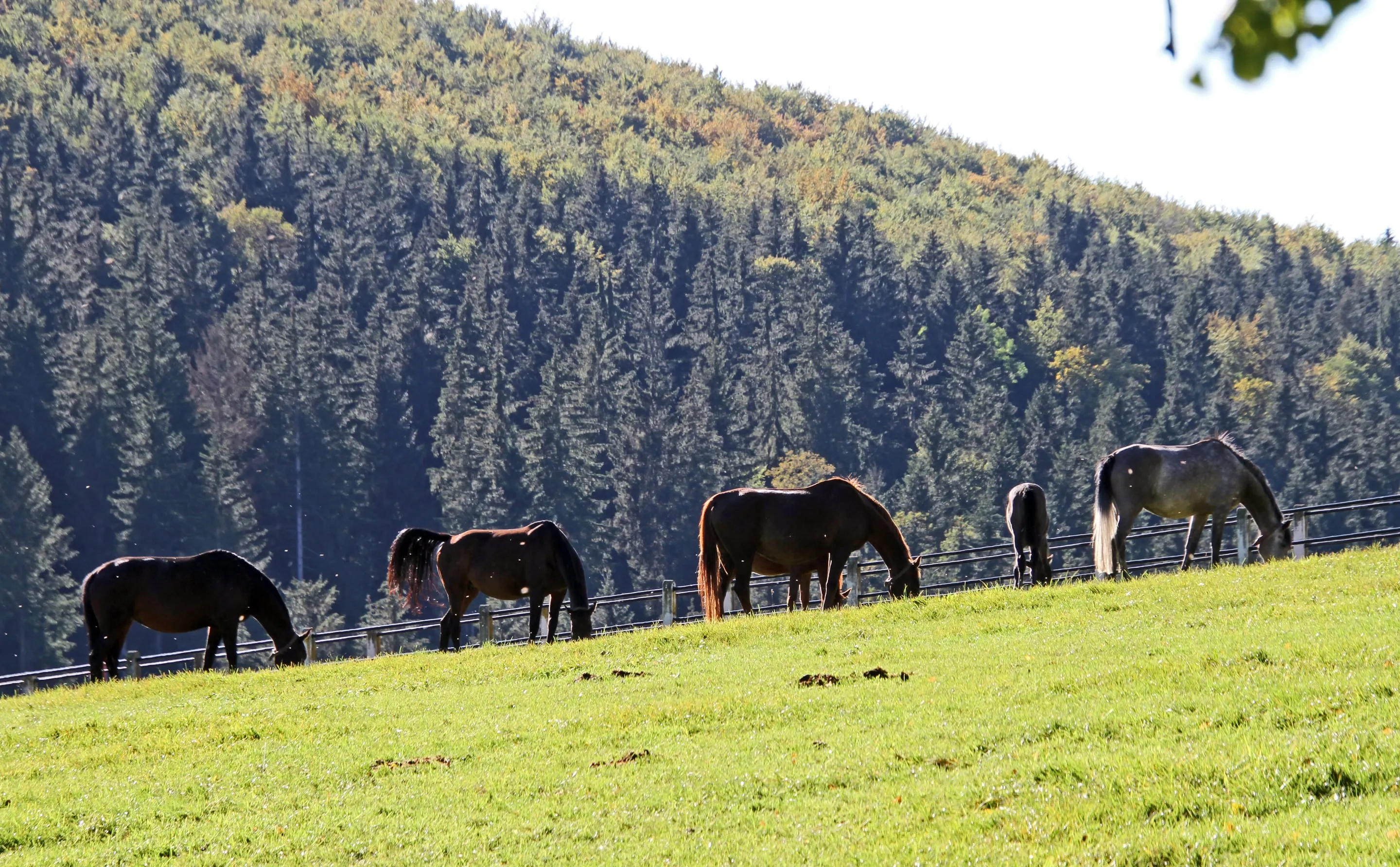 Konie stadniny Marbach pasą się na zboczu pod świerkowym lasem